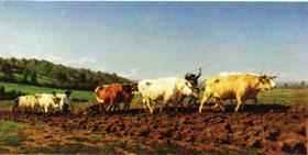 Rosa bonheur Plowing in the Nivernais;the dressing of the vines